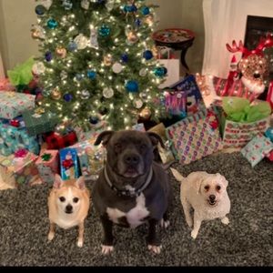 Meet your Posher, Lily